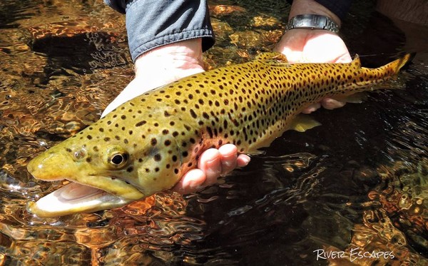 TROUT FISHING TOURS - RIVER ESCAPES FOR 2016