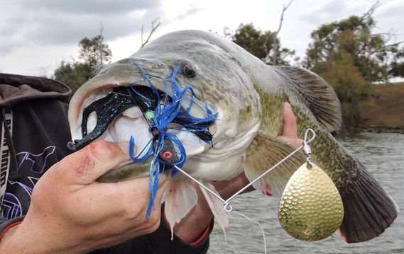 MURRAY COD ON LURE - RIVER ESCAPES FOR 2016